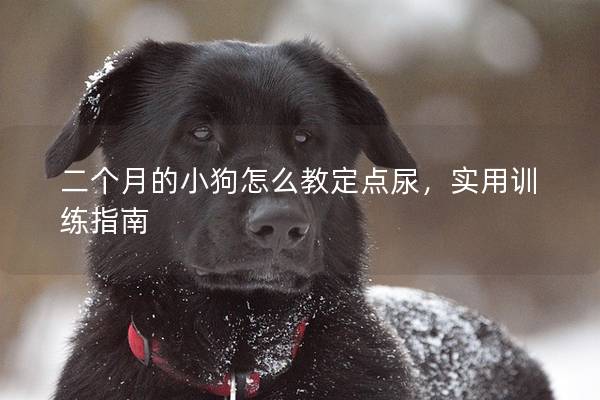 二个月的小狗怎么教定点尿，实用训练指南