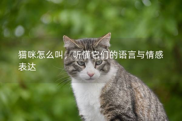 猫咪怎么叫，听懂它们的语言与情感表达