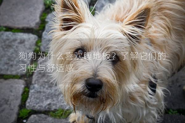 狗狗为什么喜欢睡地板？了解它们的习性与舒适感