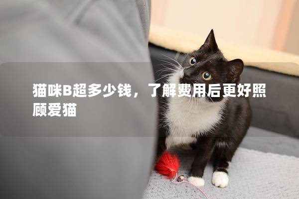 猫咪B超多少钱，了解费用后更好照顾爱猫