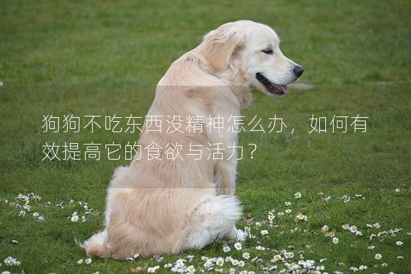 狗狗不吃东西没精神怎么办，如何有效提高它的食欲与活力？