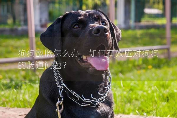 狗狗翻肠怎么办，如何有效应对狗狗的肠道问题？