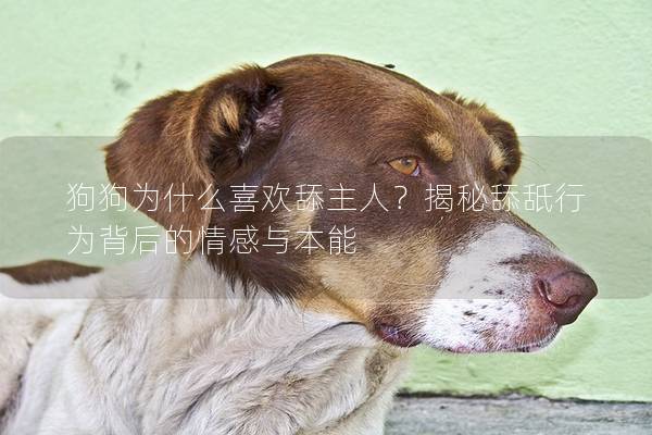 狗狗为什么喜欢舔主人？揭秘舔舐行为背后的情感与本能