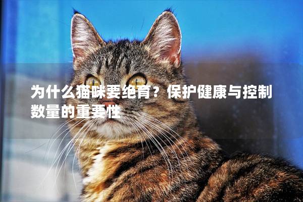 为什么猫咪要绝育？保护健康与控制数量的重要性