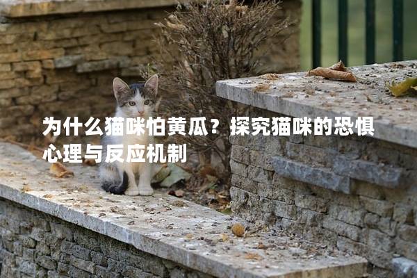 为什么猫咪怕黄瓜？探究猫咪的恐惧心理与反应机制