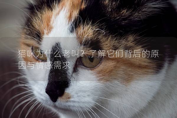 猫咪为什么老叫？了解它们背后的原因与情感需求