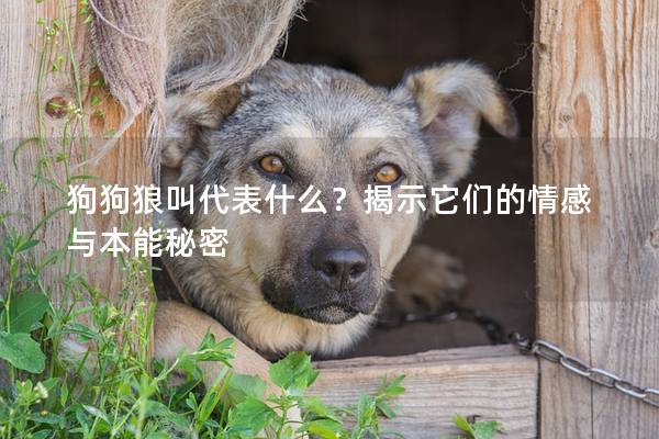 狗狗狼叫代表什么？揭示它们的情感与本能秘密