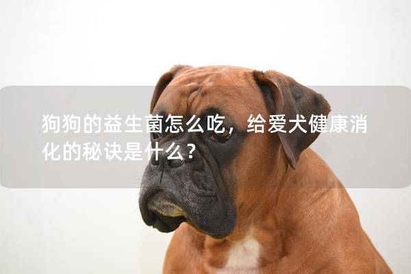 狗狗的益生菌怎么吃，给爱犬健康消化的秘诀是什么？
