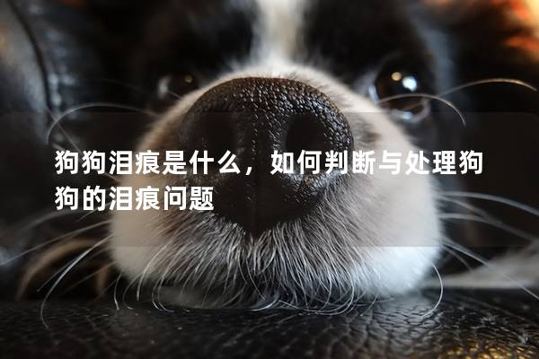 狗狗泪痕是什么，如何判断与处理狗狗的泪痕问题