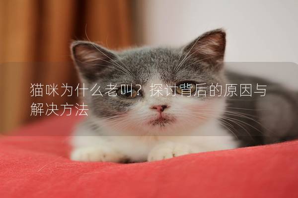 猫咪为什么老叫？探讨背后的原因与解决方法