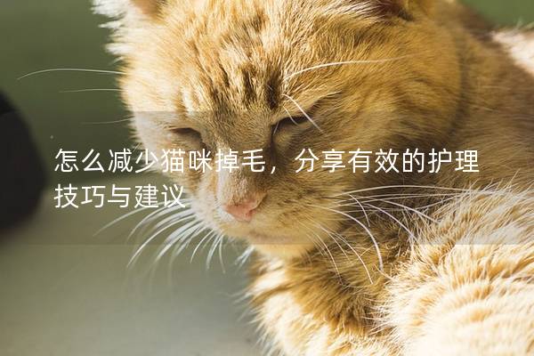 怎么减少猫咪掉毛，分享有效的护理技巧与建议