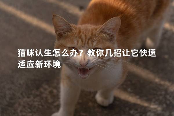 猫咪认生怎么办？教你几招让它快速适应新环境