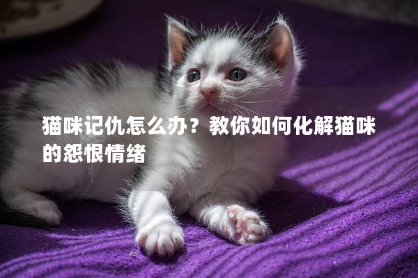 猫咪记仇怎么办？教你如何化解猫咪的怨恨情绪