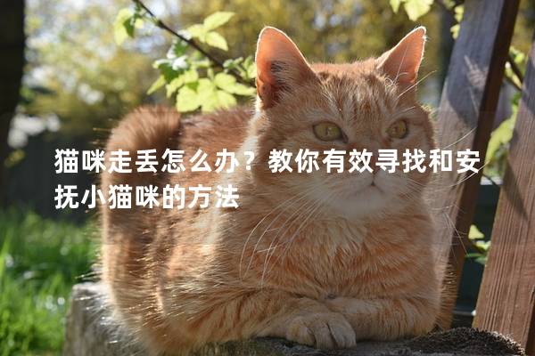 猫咪走丢怎么办？教你有效寻找和安抚小猫咪的方法