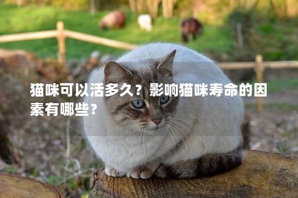 猫咪可以活多久？影响猫咪寿命的因素有哪些？