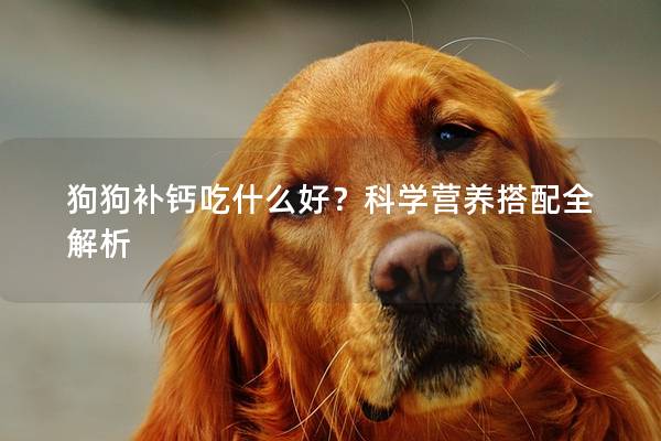 狗狗补钙吃什么好？科学营养搭配全解析
