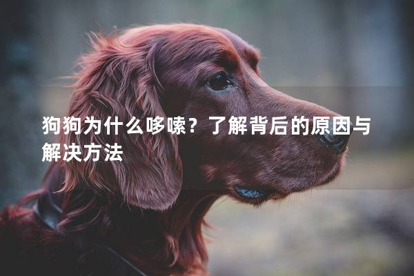 狗狗为什么哆嗦？了解背后的原因与解决方法