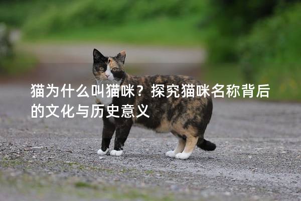猫为什么叫猫咪？探究猫咪名称背后的文化与历史意义