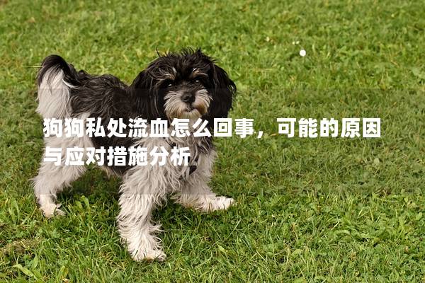 狗狗私处流血怎么回事，可能的原因与应对措施分析