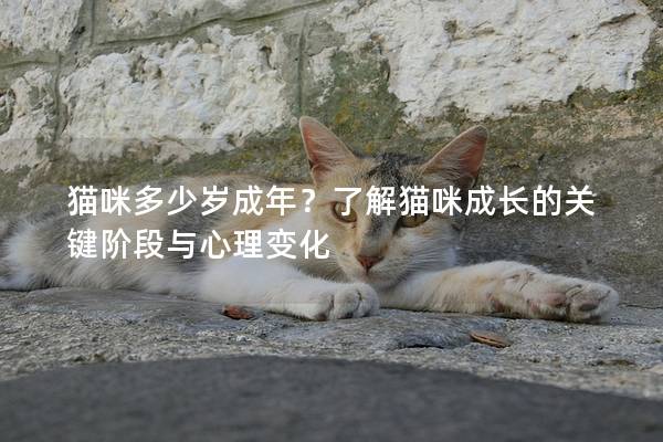 猫咪多少岁成年？了解猫咪成长的关键阶段与心理变化