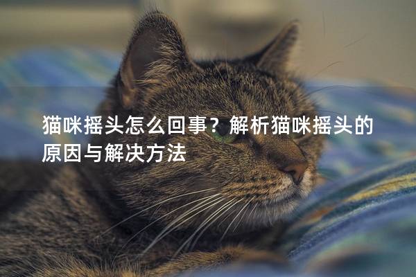 猫咪摇头怎么回事？解析猫咪摇头的原因与解决方法