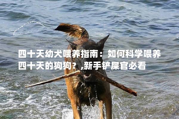 四十天幼犬喂养指南：如何科学喂养四十天的狗狗？,新手铲屎官必看