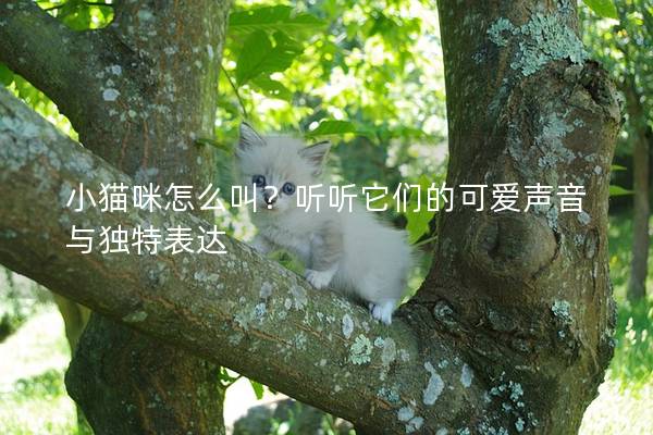 小猫咪怎么叫？听听它们的可爱声音与独特表达