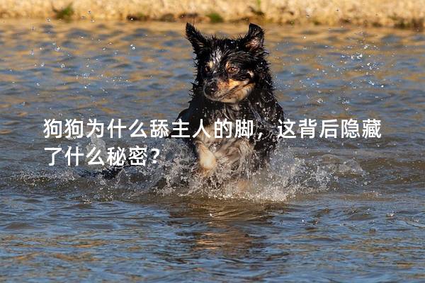 狗狗为什么舔主人的脚，这背后隐藏了什么秘密？