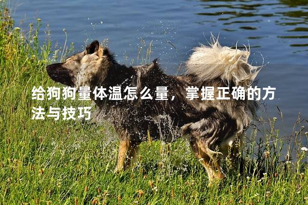 给狗狗量体温怎么量，掌握正确的方法与技巧