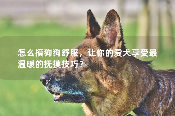 怎么摸狗狗舒服，让你的爱犬享受最温暖的抚摸技巧？
