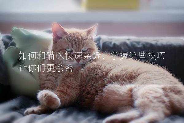 如何和猫咪快速亲近，掌握这些技巧让你们更亲密