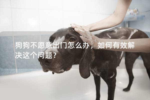 狗狗不愿意出门怎么办，如何有效解决这个问题？