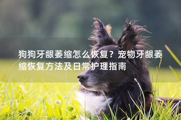 狗狗牙龈萎缩怎么恢复？宠物牙龈萎缩恢复方法及日常护理指南