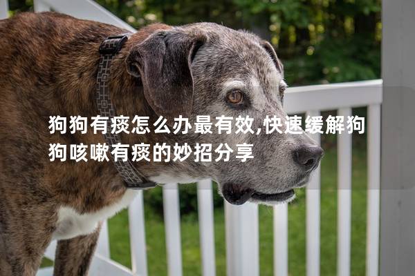 狗狗有痰怎么办最有效,快速缓解狗狗咳嗽有痰的妙招分享
