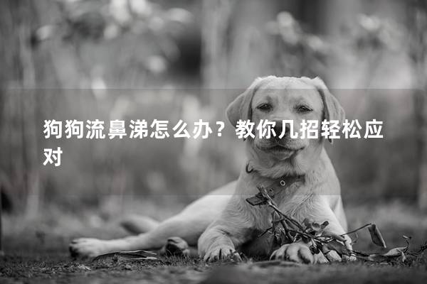 狗狗流鼻涕怎么办？教你几招轻松应对