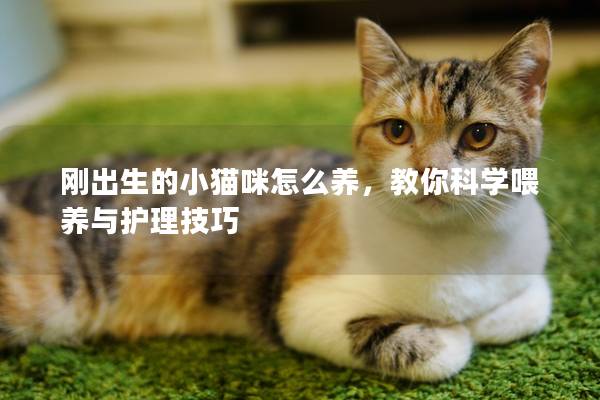 刚出生的小猫咪怎么养，教你科学喂养与护理技巧