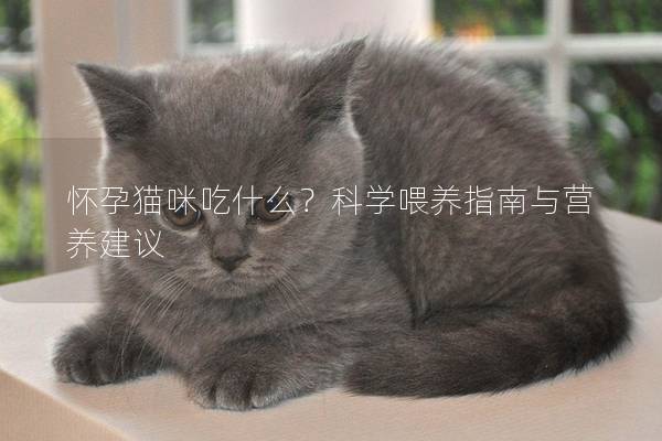 怀孕猫咪吃什么？科学喂养指南与营养建议
