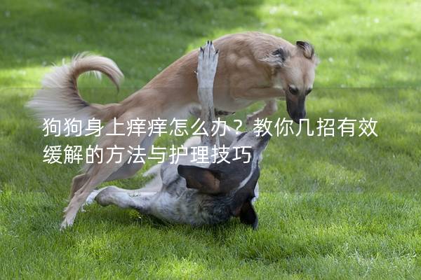 狗狗身上痒痒怎么办？教你几招有效缓解的方法与护理技巧