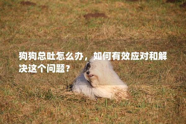 狗狗总吐怎么办，如何有效应对和解决这个问题？