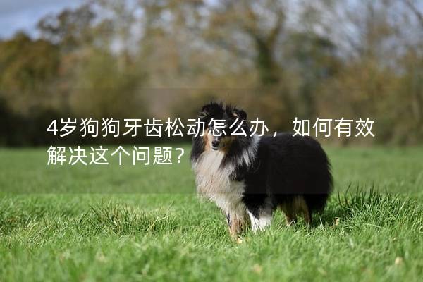 4岁狗狗牙齿松动怎么办，如何有效解决这个问题？