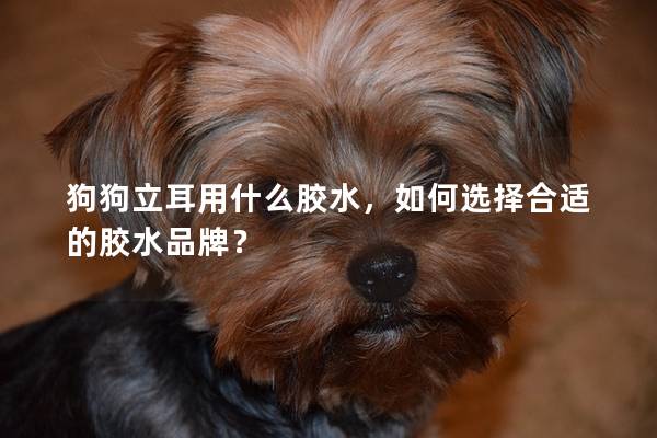 狗狗立耳用什么胶水，如何选择合适的胶水品牌？