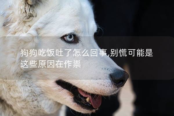 狗狗吃饭吐了怎么回事,别慌可能是这些原因在作祟