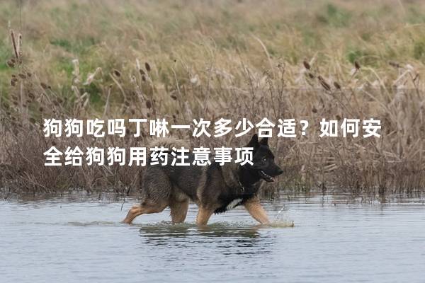 狗狗吃吗丁啉一次多少合适？如何安全给狗狗用药注意事项