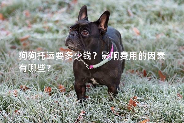狗狗托运要多少钱？影响费用的因素有哪些？