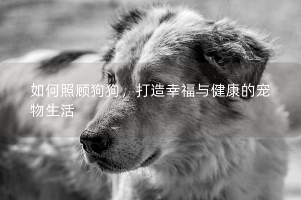 如何照顾狗狗，打造幸福与健康的宠物生活