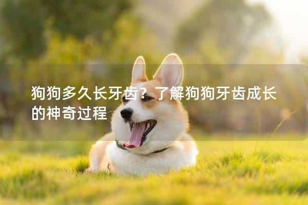 狗狗多久长牙齿？了解狗狗牙齿成长的神奇过程