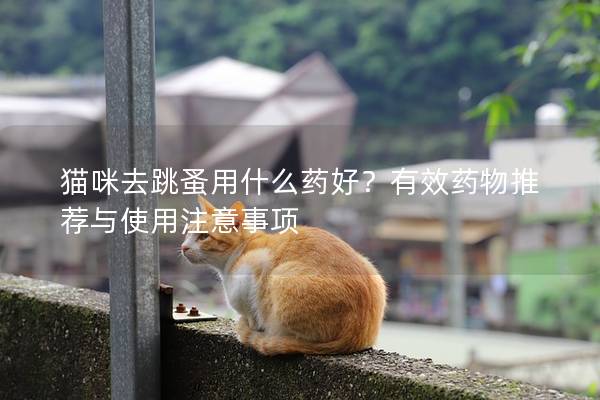 猫咪去跳蚤用什么药好？有效药物推荐与使用注意事项