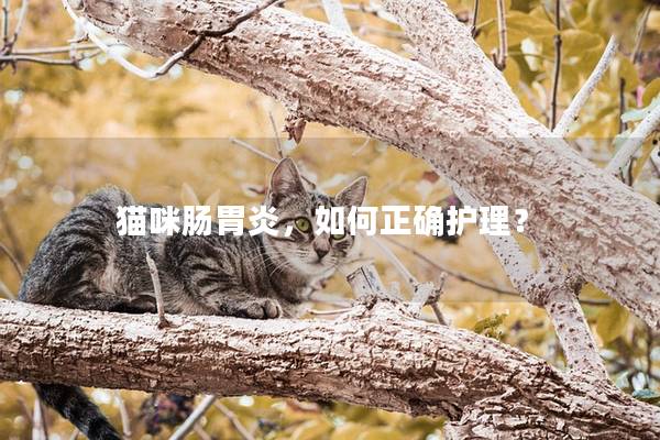 猫咪肠胃炎，如何正确护理？