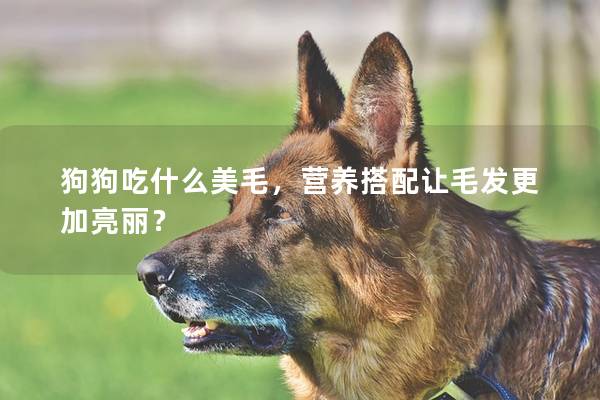 狗狗吃什么美毛，营养搭配让毛发更加亮丽？