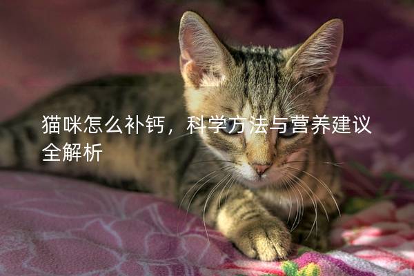 猫咪怎么补钙，科学方法与营养建议全解析